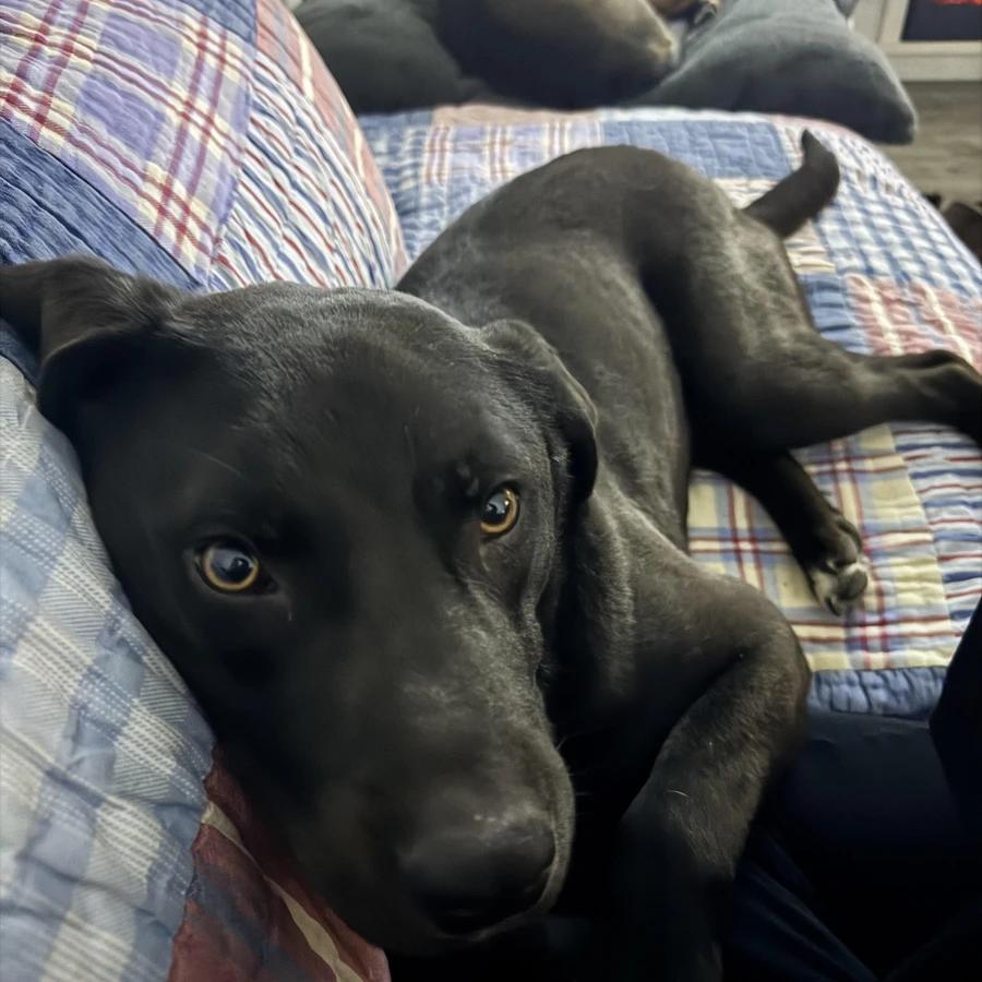 Enlarge Buckie, a Adopted Black Labrador Retriever in O Fallon, IL image 2/4