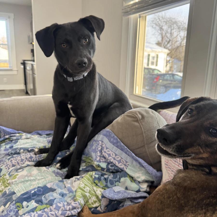 Enlarge Buckie, a Adopted Black Labrador Retriever in O Fallon, IL image 3/4