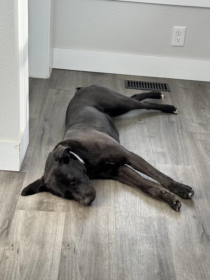 Enlarge Buckie, a Adopted Black Labrador Retriever in O Fallon, IL image 4/4