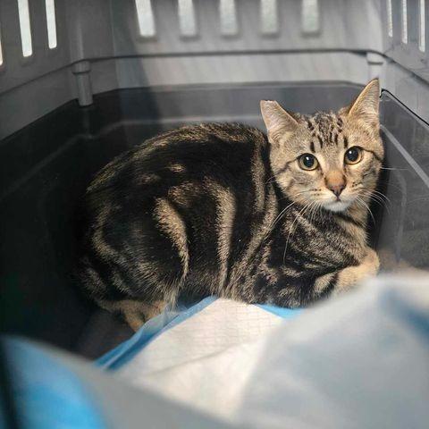 Leo, Adoptable, Young Male Domestic Short Hair.