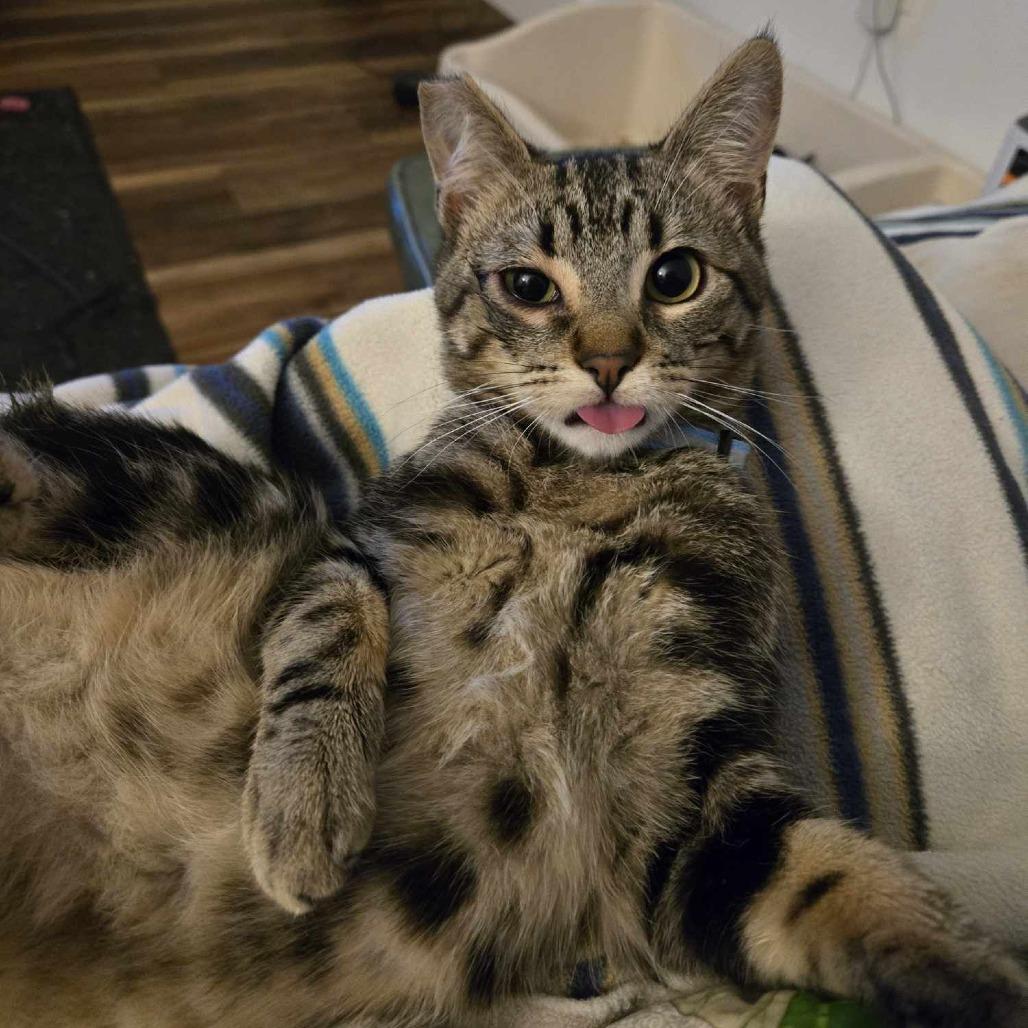 Enlarge Leo, a Adoptable Domestic Short Hair in Jacksonville, OR image 2/3