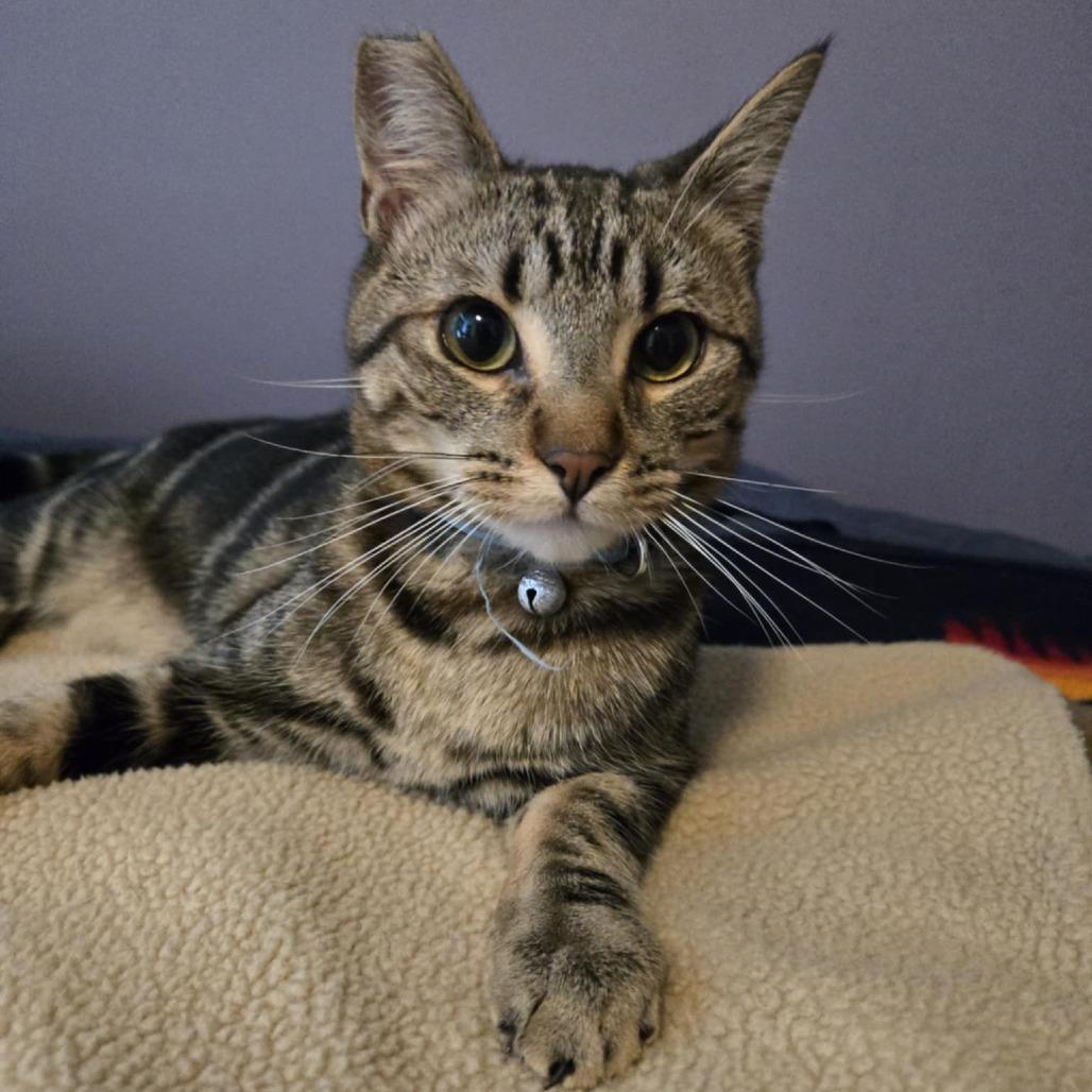 Enlarge Leo, a Adoptable Domestic Short Hair in Jacksonville, OR image 3/3