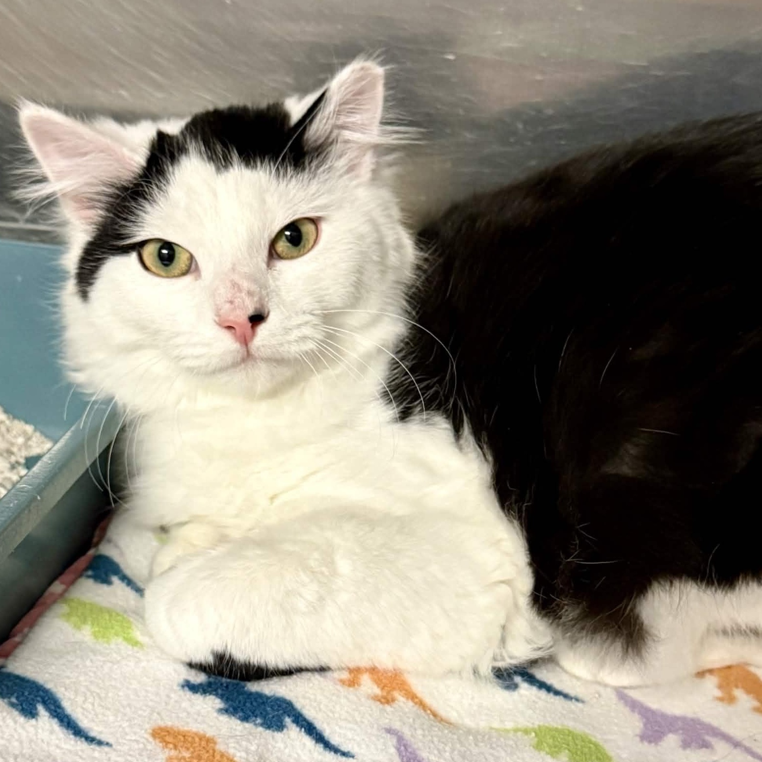 Clay, an adopted Domestic Long Hair in Exeter, RI image 2/3