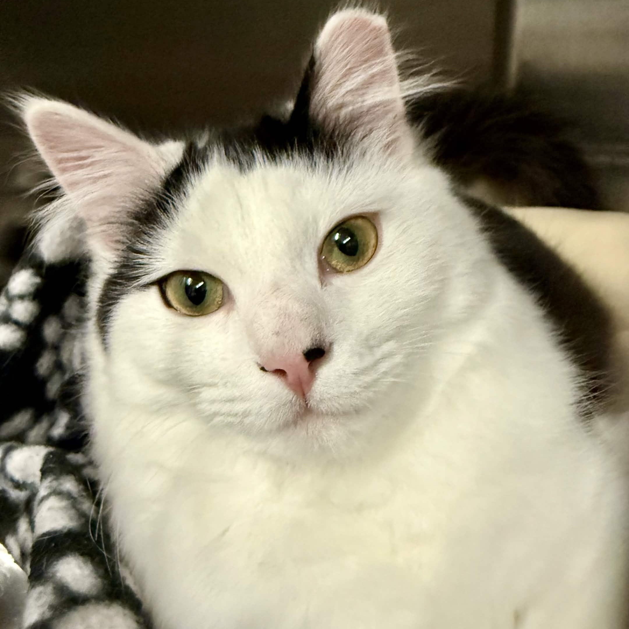 Clay, adopted, Young Male Domestic Long Hair.