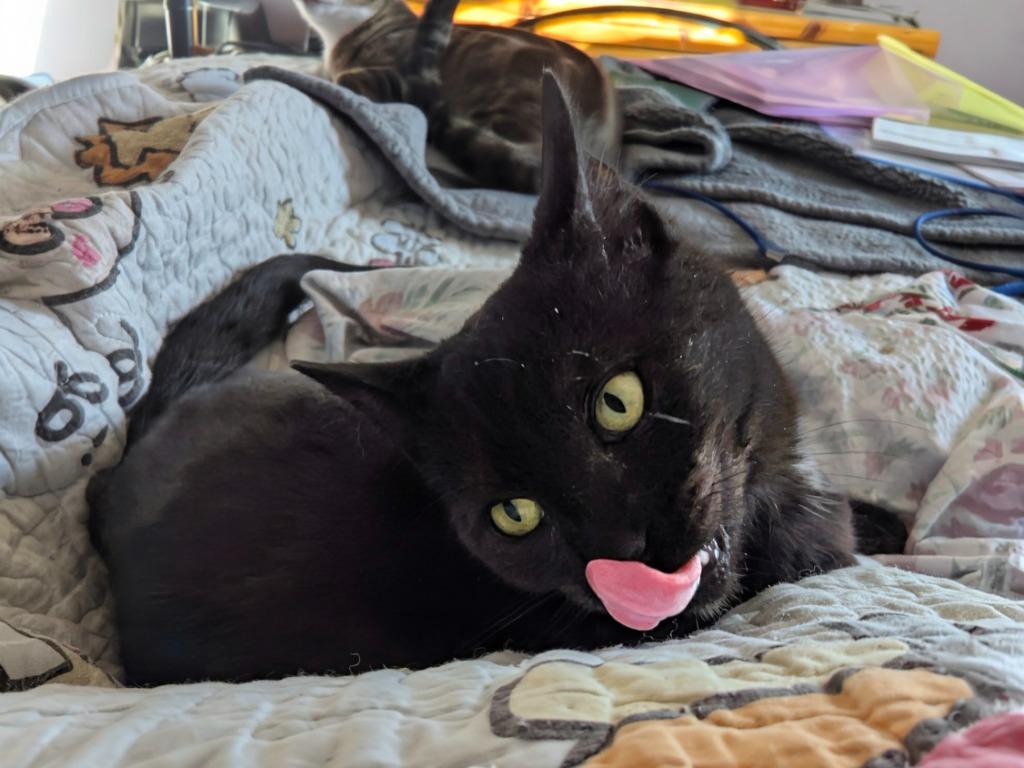 Vader, a Adopted mixed breed in Olathe, KS image 1/4