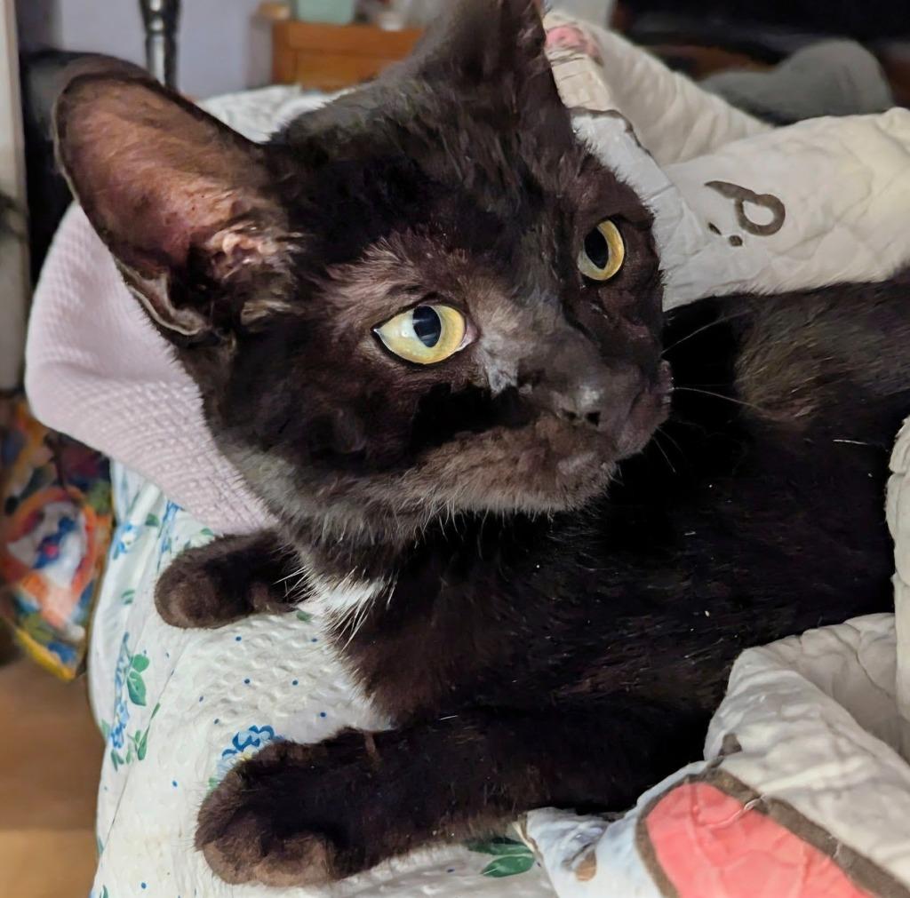 Vader, a Adopted mixed breed in Olathe, KS image 2/4