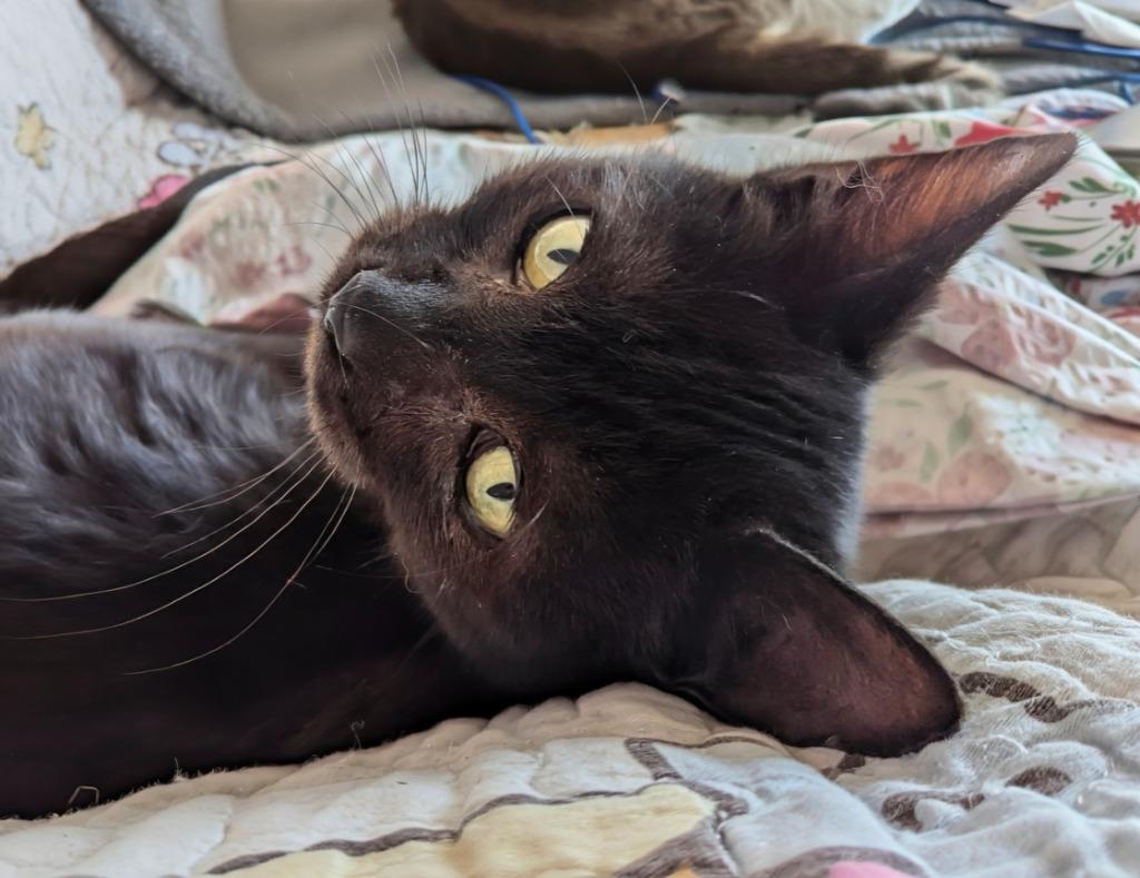 Vader, a Adopted mixed breed in Olathe, KS image 3/4