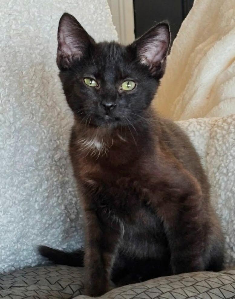 Vader, a Adopted mixed breed in Olathe, KS image 4/4