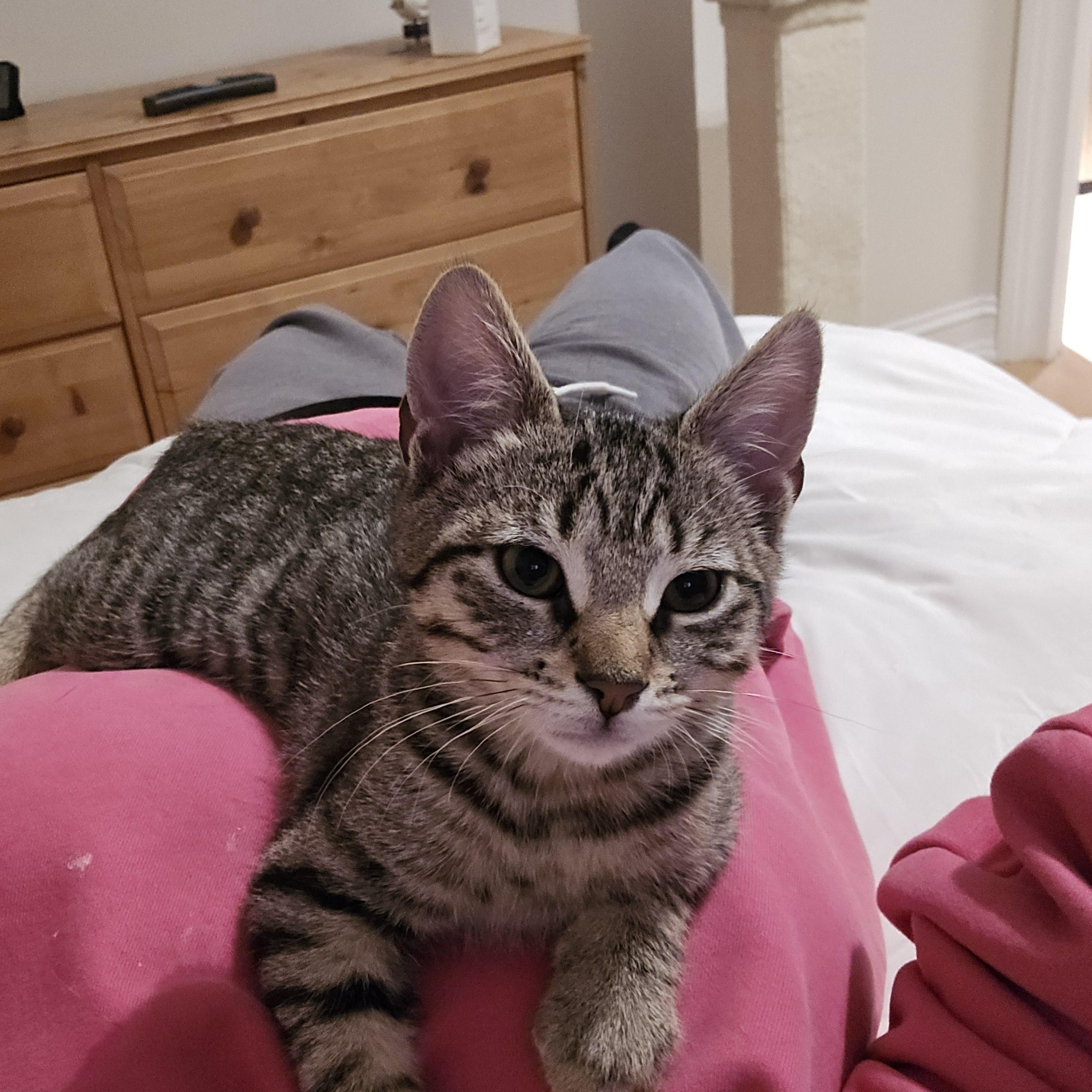 Devin, an adopted Tabby in Woodbridge, NJ image 1/4