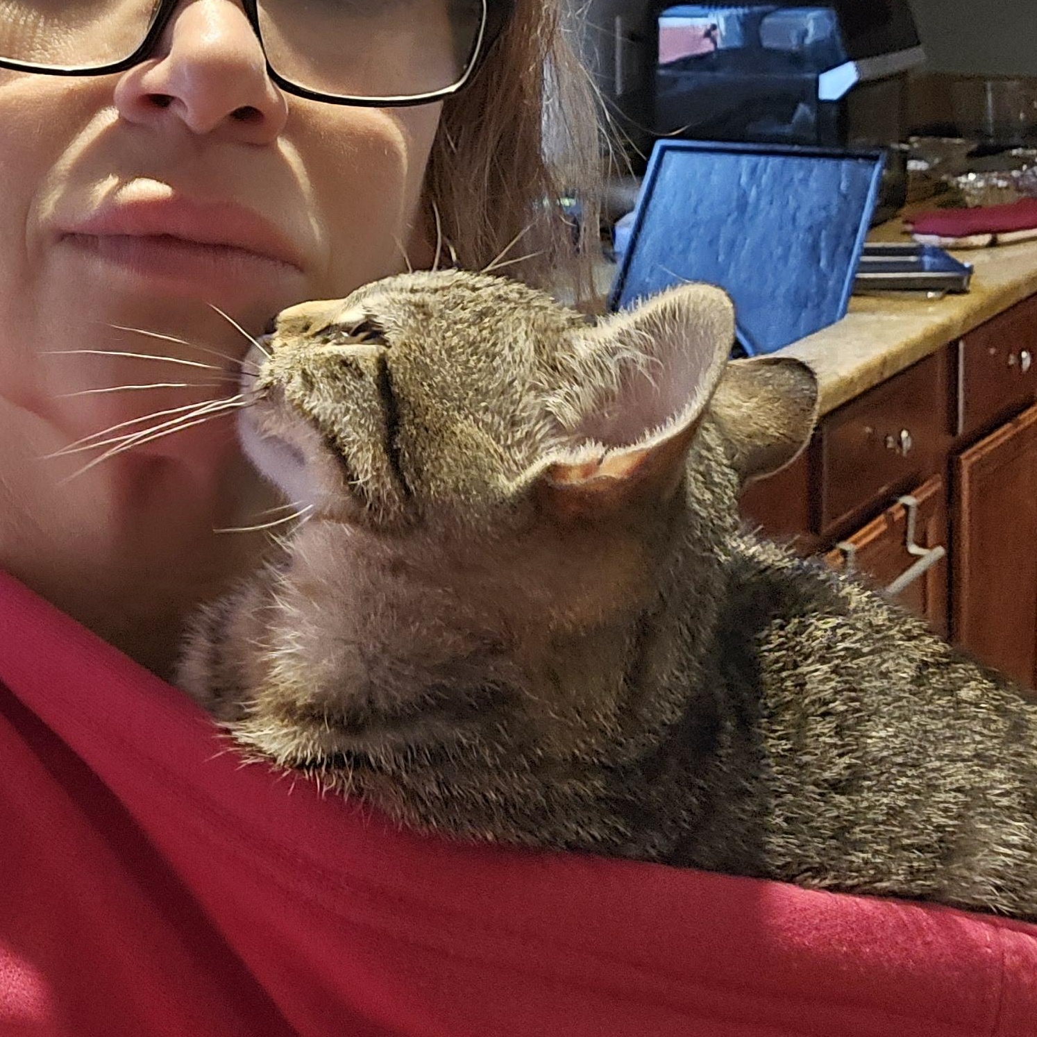 Devin, an adopted Tabby in Woodbridge, NJ image 2/4