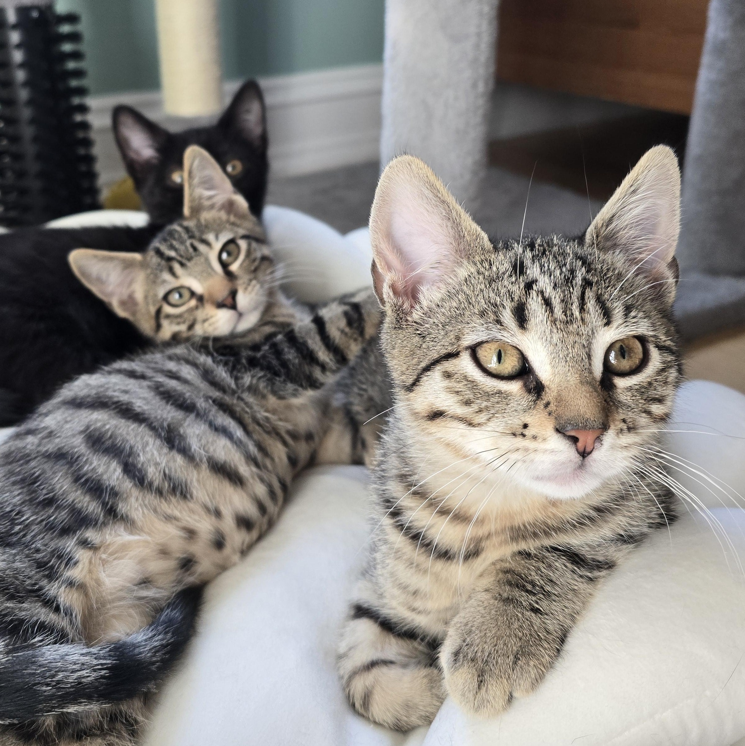 Devin, an adopted Tabby in Woodbridge, NJ image 3/4