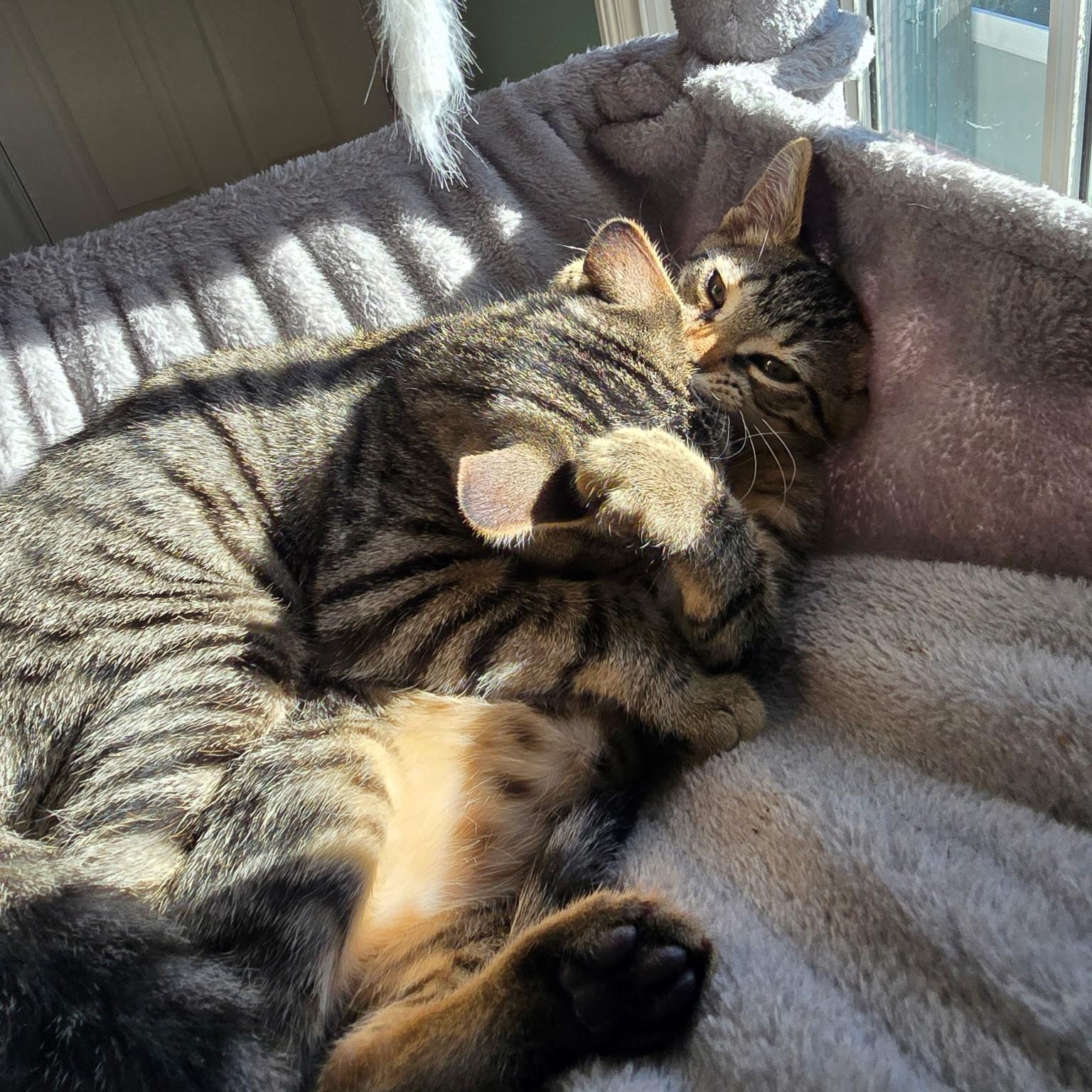 Devin, adopted, Kitten Female Tabby.