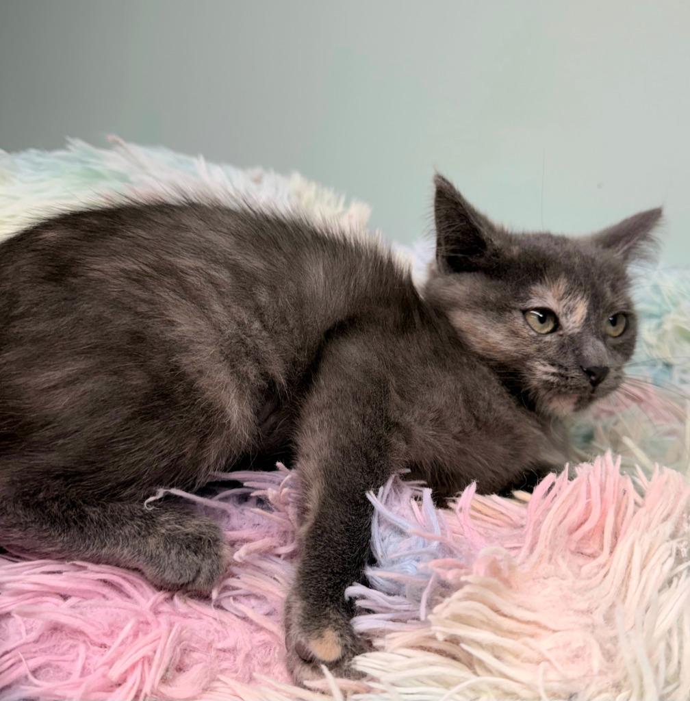 Gypsy Dancer * IN FOSTER *, Adoptable, Kitten Female Domestic Short Hair.
