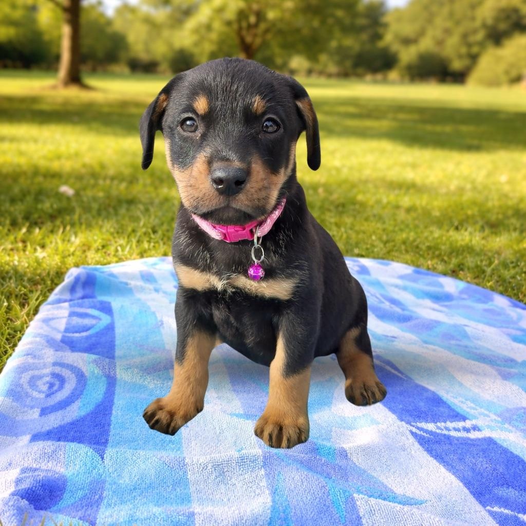 Clefairy, Adoptable, Puppy Female Mixed Breed.