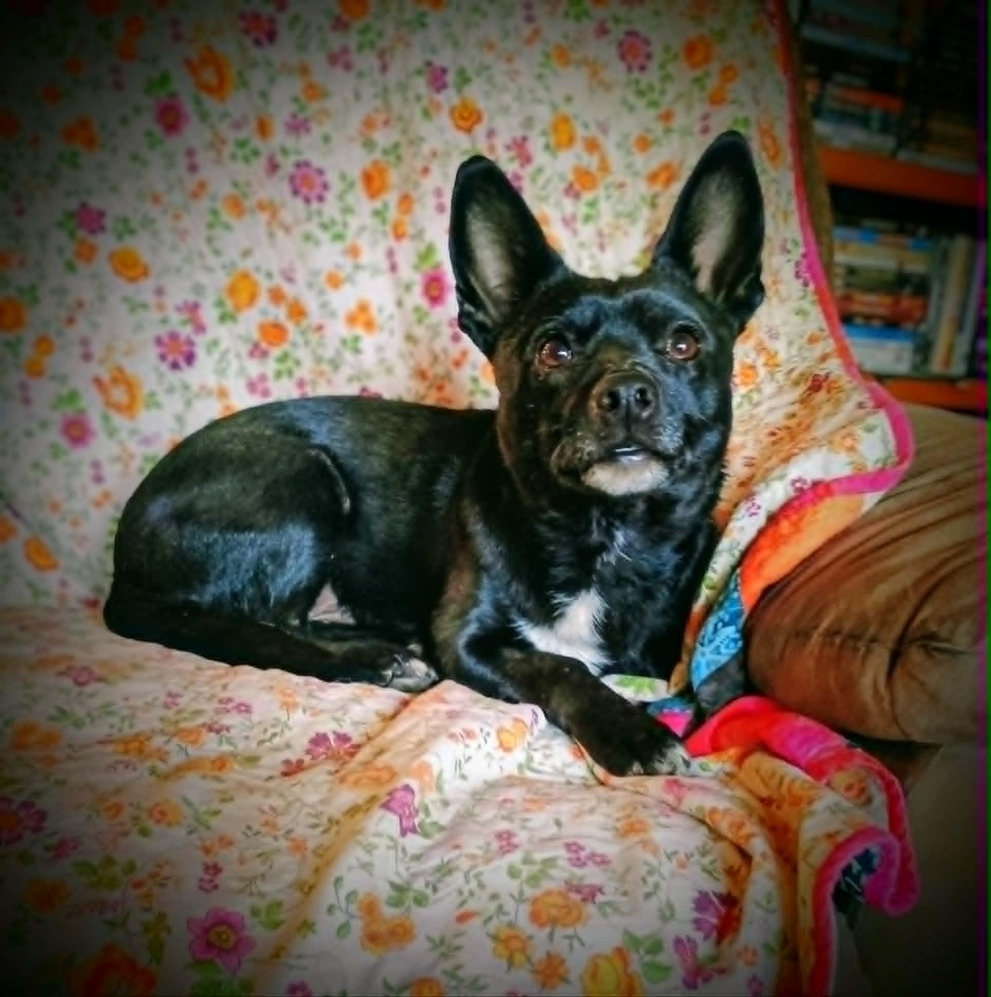 Enlarge LOLLIPOP, a ADOPTABLE mixed breed in Yakima, WA image 5/6