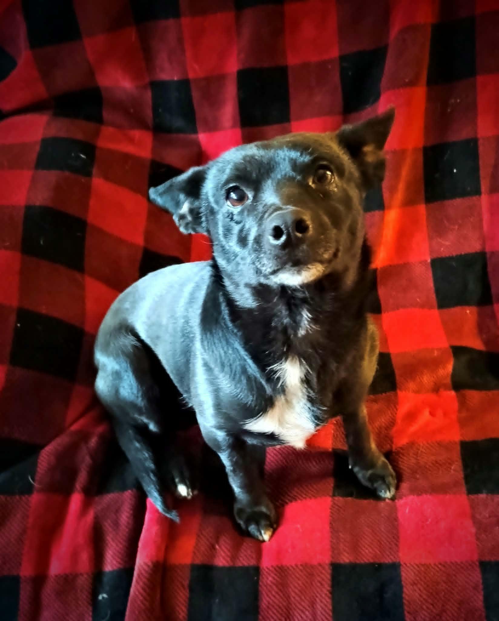 Enlarge LOLLIPOP, a ADOPTABLE mixed breed in Yakima, WA image 2/6