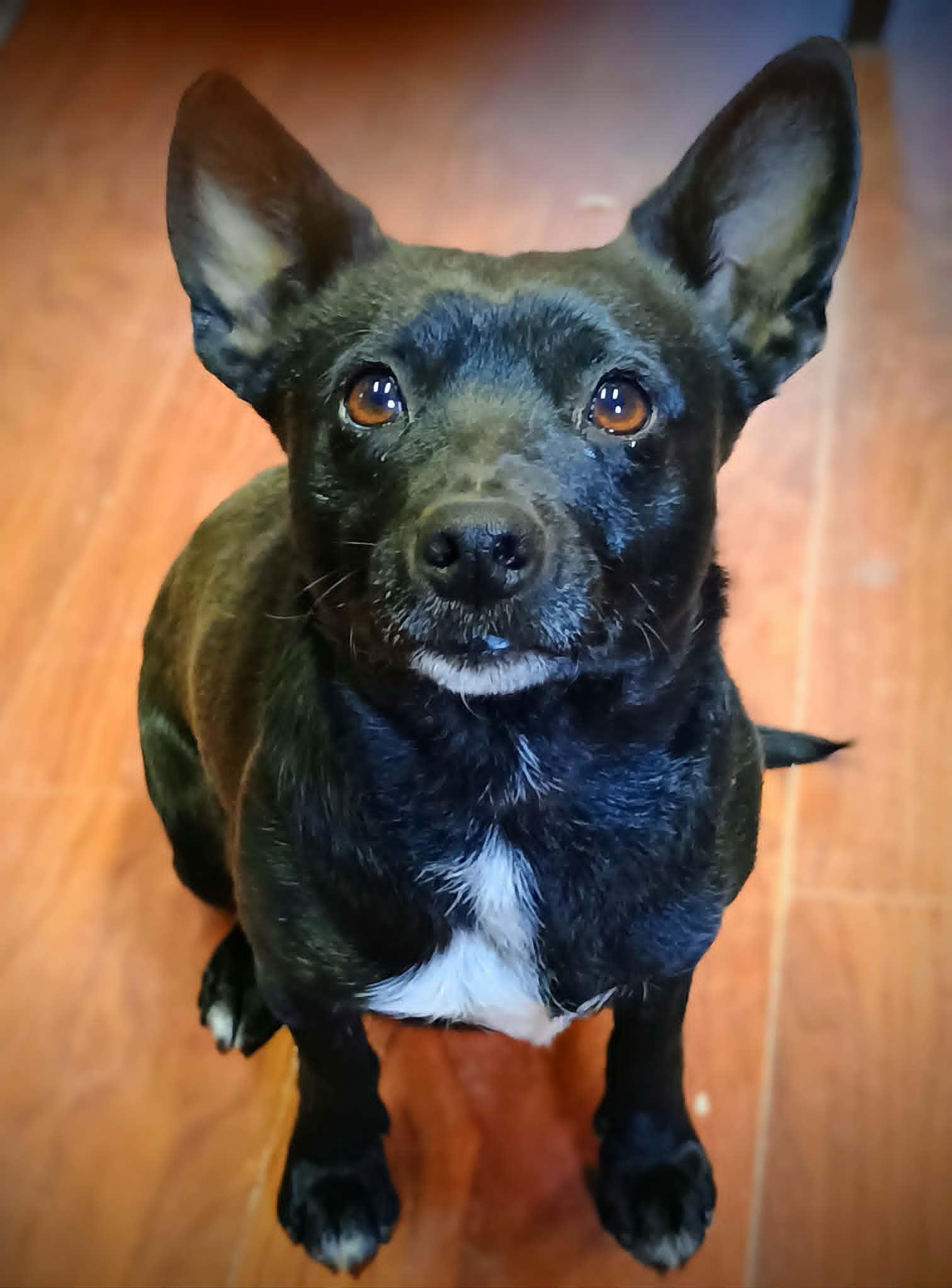 Enlarge LOLLIPOP, a ADOPTABLE mixed breed in Yakima, WA image 1/6