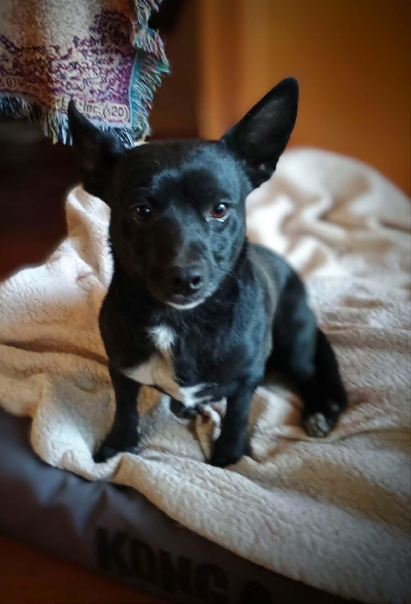 Enlarge LOLLIPOP, a ADOPTABLE mixed breed in Yakima, WA image 3/6