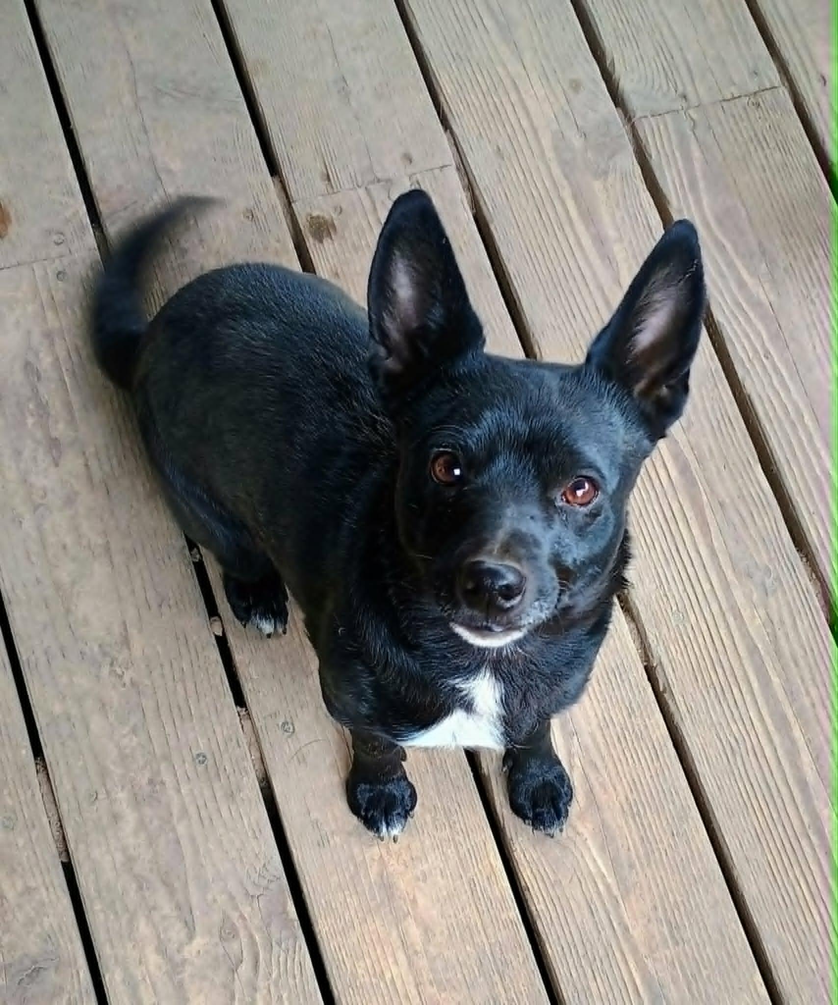 Enlarge LOLLIPOP, a ADOPTABLE mixed breed in Yakima, WA image 6/6
