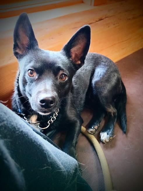 Enlarge LOLLIPOP, a ADOPTABLE mixed breed in Yakima, WA image 4/6