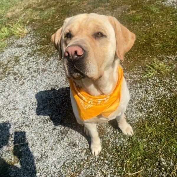 Enlarge Bjorn, a Adopted mixed breed in Vaudreuil-Dorion, QC image 1/4