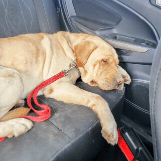 Enlarge Bjorn, a Adopted mixed breed in Vaudreuil-Dorion, QC image 2/4