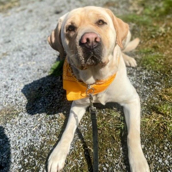Enlarge Bjorn, a Adopted mixed breed in Vaudreuil-Dorion, QC image 3/4