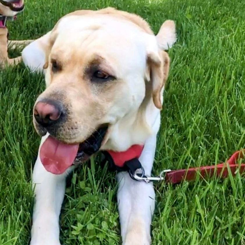 Enlarge Bjorn, a Adopted mixed breed in Vaudreuil-Dorion, QC image 4/4
