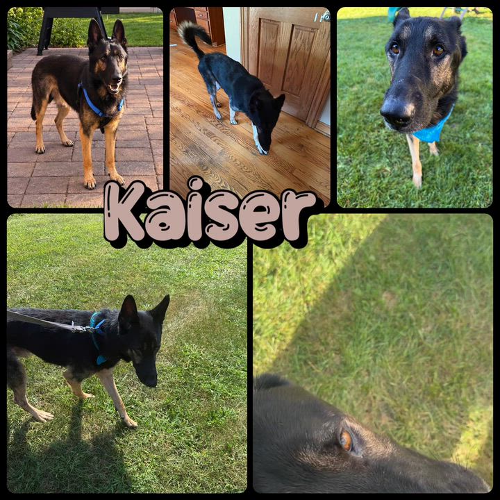 Enlarge Kaiser, a Adopted Shepherd in Tinley Park, IL video 1/1