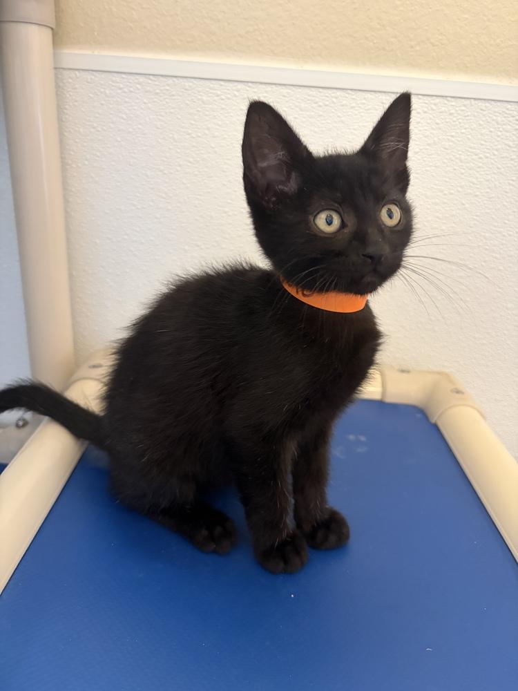 Michelangelo, a Adoptable Domestic Short Hair in Challis, ID image 1/3