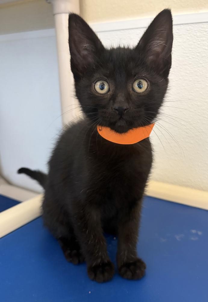 Michelangelo, a Adoptable Domestic Short Hair in Challis, ID image 2/3