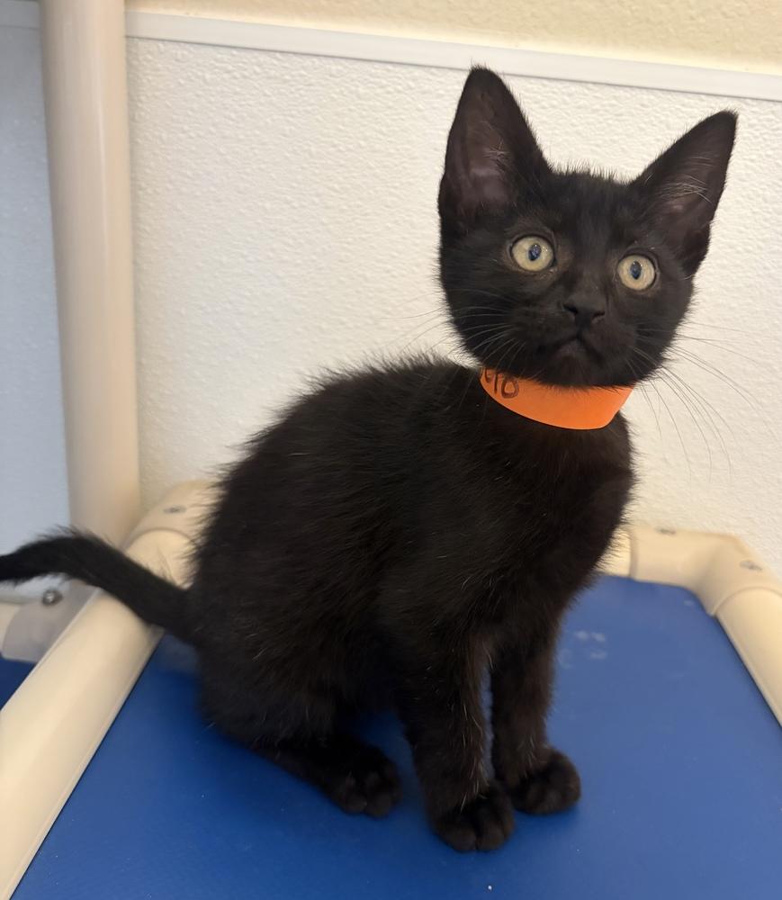 Michelangelo, a Adoptable Domestic Short Hair in Challis, ID image 3/3