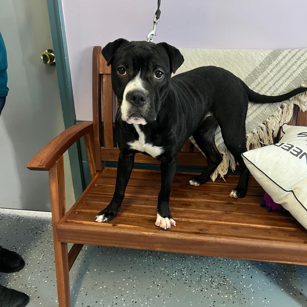 Enlarge Mia, a Adoptable Boxer in Salem, WV image 1/1