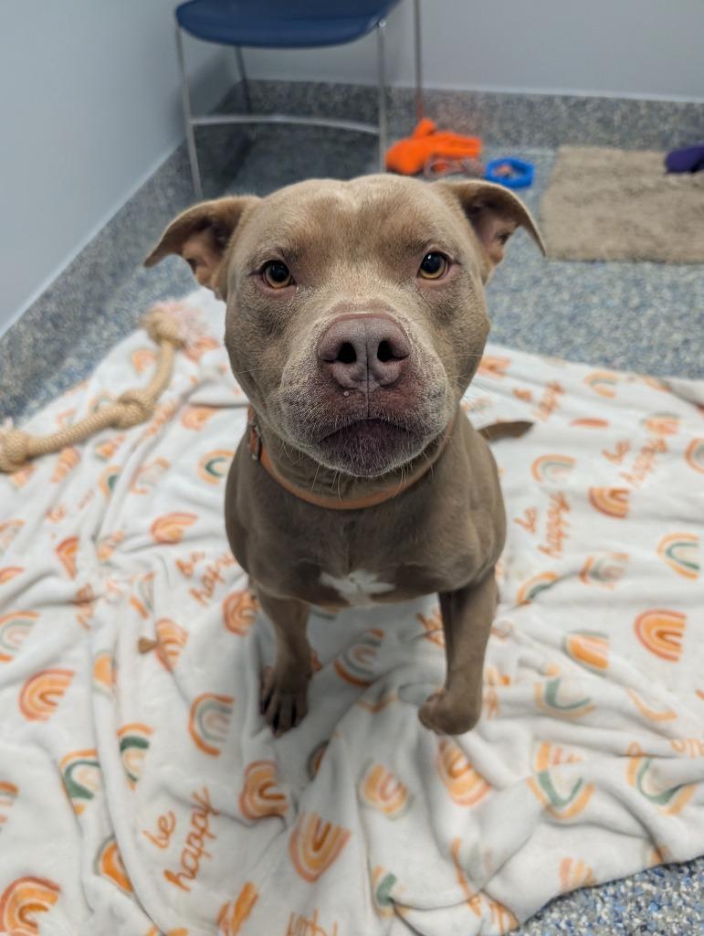 Tank, Adoptable, Adult Male Mixed Breed.