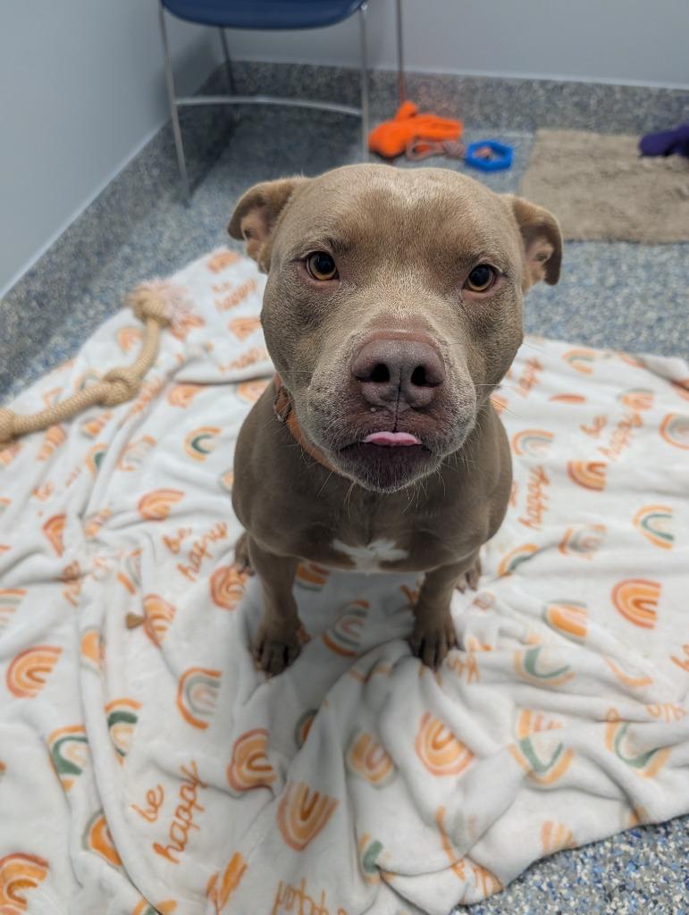 Enlarge Tank, a Adoptable Mixed Breed in Angola, IN image 2/4
