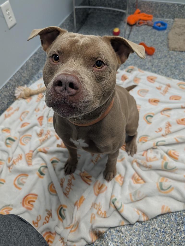 Enlarge Tank, a Adoptable Mixed Breed in Angola, IN image 3/4