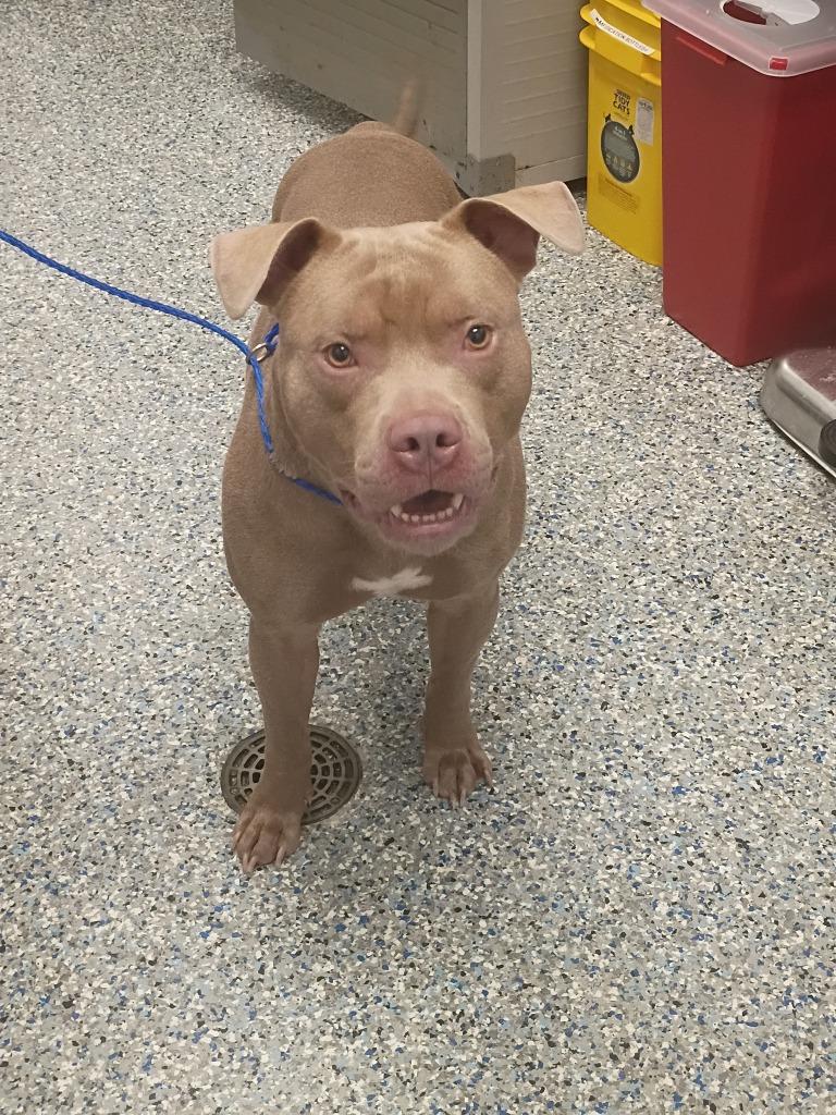 Enlarge Tank, a Adoptable Mixed Breed in Angola, IN image 4/4