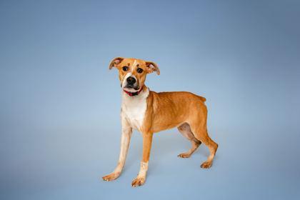 Silvermist, Adoptable, Young Female Mixed Breed & Mixed Breed.