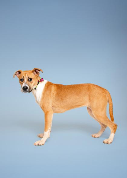 Enlarge Silvermist, a Adoptable mixed breed in Sevierville, TN image 2/3