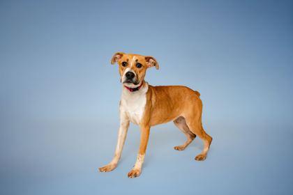 Enlarge Silvermist, a Adoptable mixed breed in Sevierville, TN image 3/3