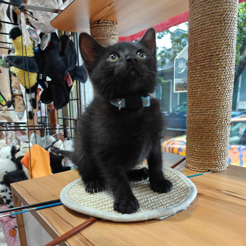 Wall-E, Adoptable, Kitten Male Domestic Short Hair.