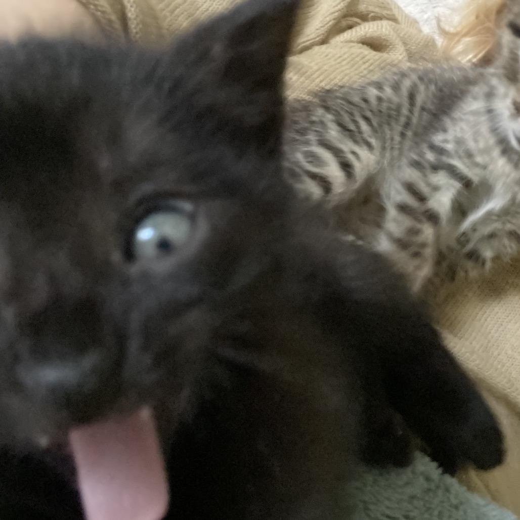 Wall-E, Adoptable, Kitten Male Domestic Short Hair.