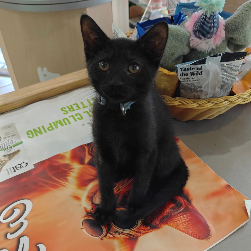 Wall-E, a Adoptable Domestic Short Hair in New Orleans, LA image 3/5