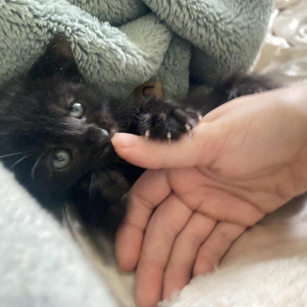 Enlarge Wall-E, a Adoptable Domestic Short Hair in New Orleans, LA image 3/3