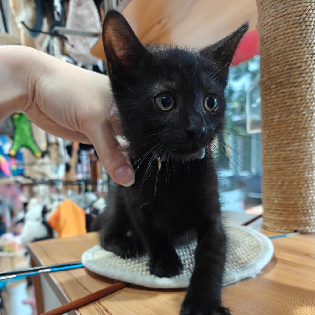 Wall-E, a Adoptable Domestic Short Hair in New Orleans, LA image 4/4