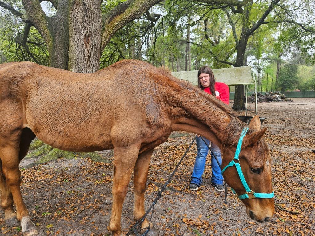 Dreamer, Adoptable, Senior Male Grade.