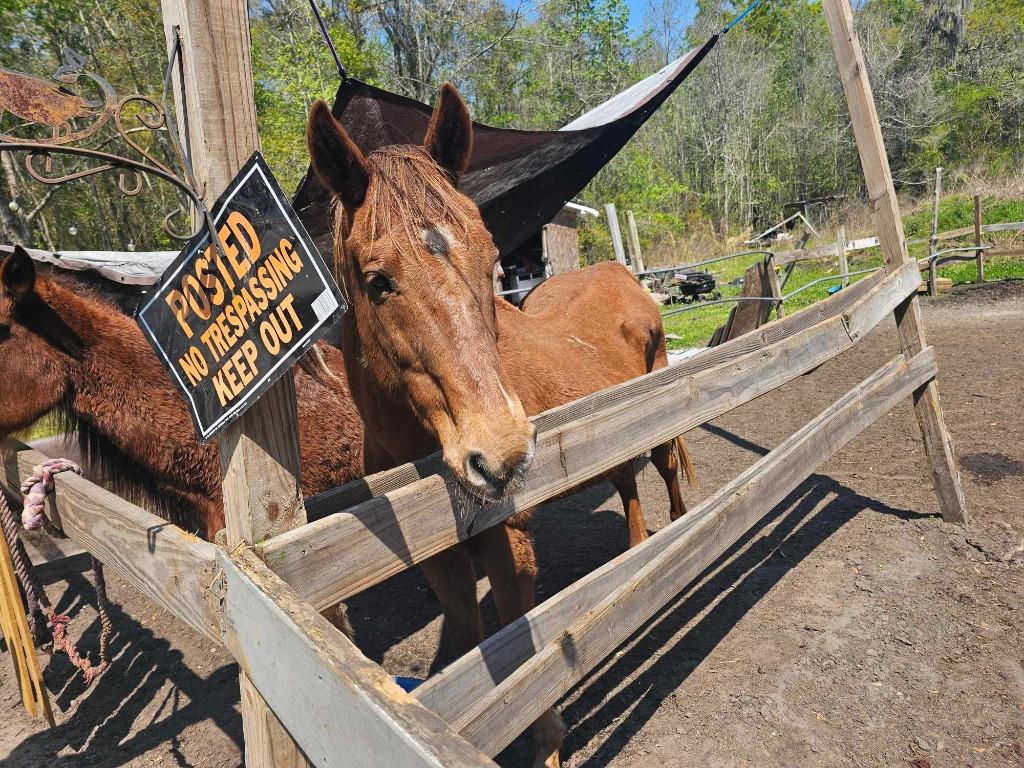 Enlarge Dreamer, a Adoptable Grade in Waynesville, GA image 2/5