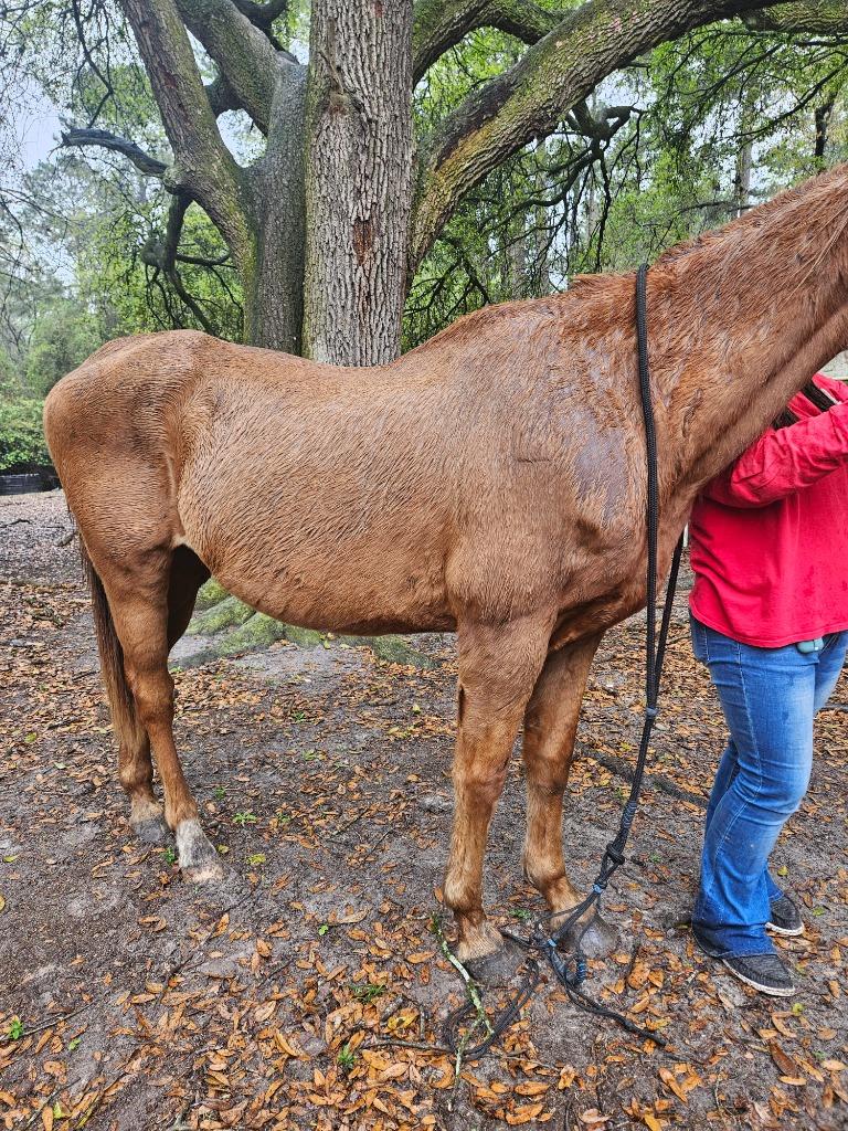 Enlarge Dreamer, a Adoptable Grade in Waynesville, GA image 3/5