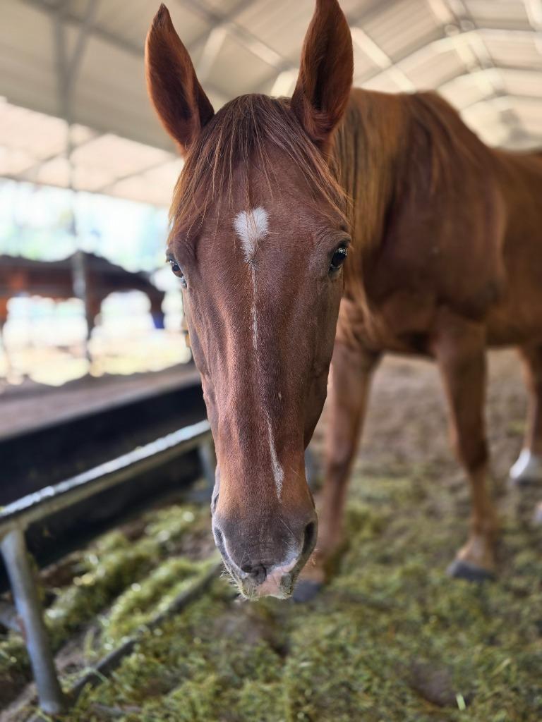 Enlarge Dreamer, a Adoptable Grade in Waynesville, GA image 4/5