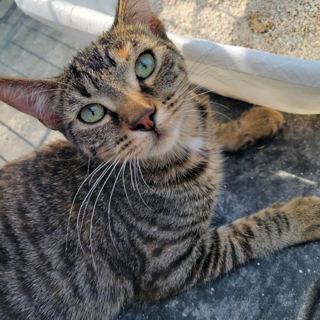 The Brain — thumbnail 2